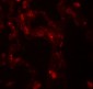 DDC Antibody 